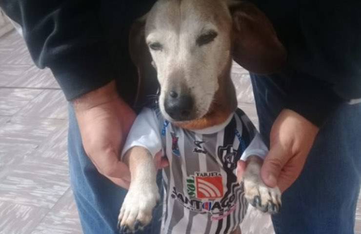 cane pitin divisa calciatore 