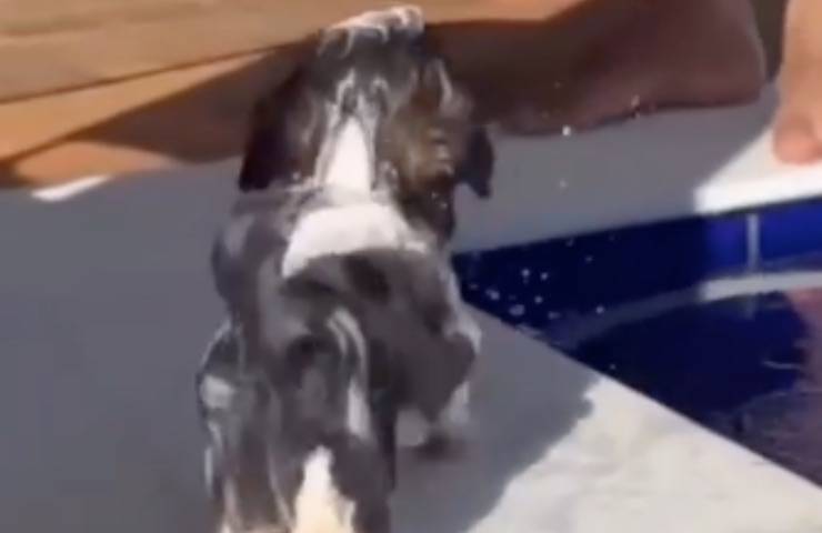 cagnolino caduta vasca acqua
