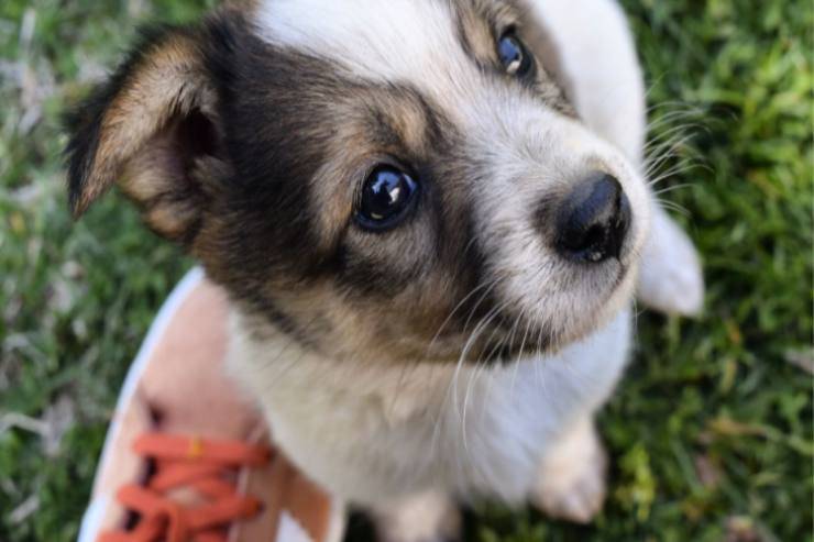 Il cucciolo di cane non vuole fare la pipì quando uscite Fido cucciolo non vuole fare pipì quando uscite