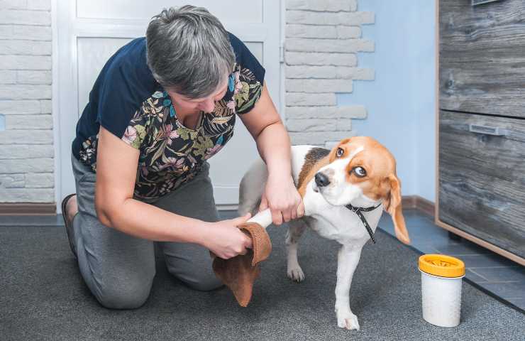 Pulire le zampe del cane