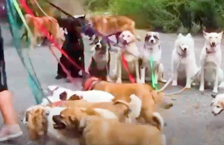 cani calmi educati gruppo