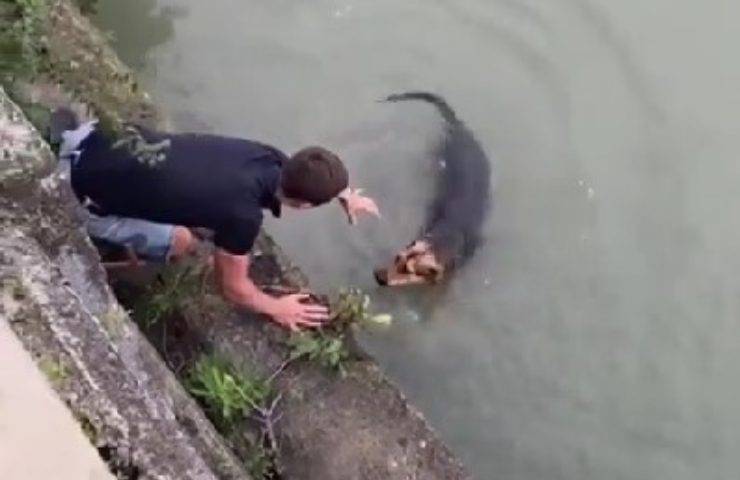 Ragazzo salva cane