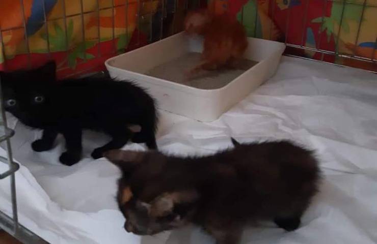 ritrovamento gattini ,gettati via come spazzatura