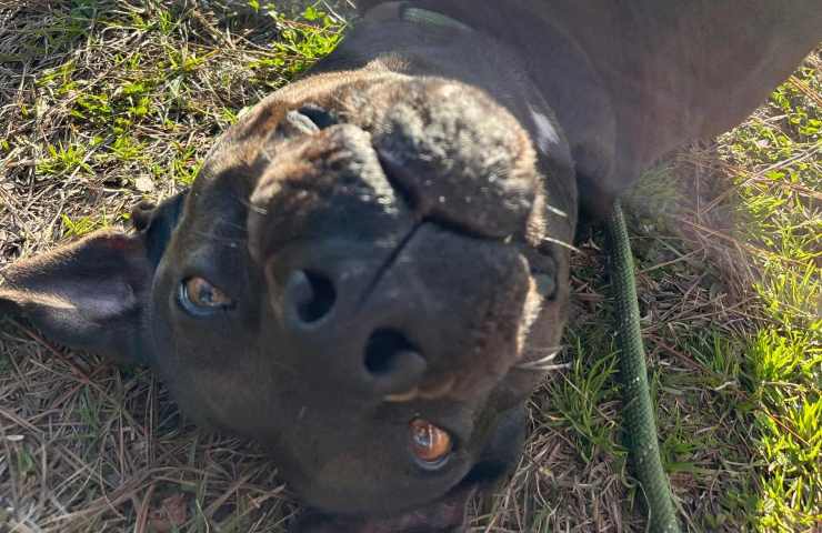 cane sta molto tempo in rifugio