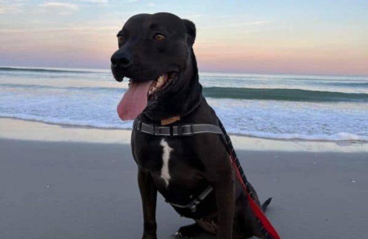 cane roxy adozione