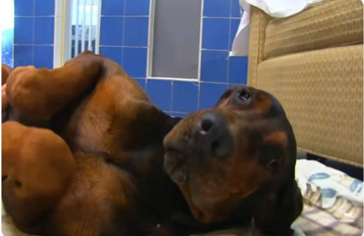 cagnolina vive completamente sola
