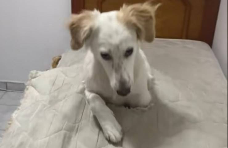 cane Sguardo colpevole