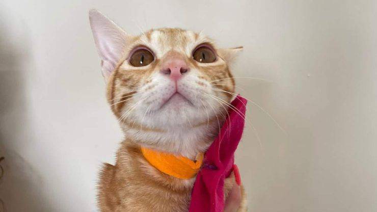gatto simba roma