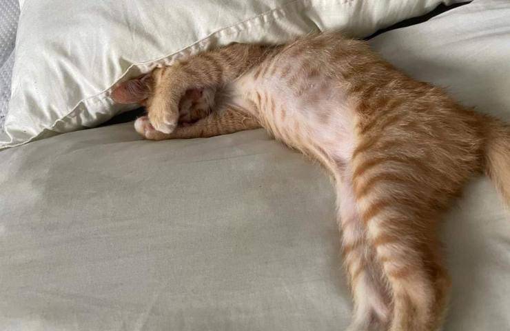 cosa fa il gatto mentre dorme