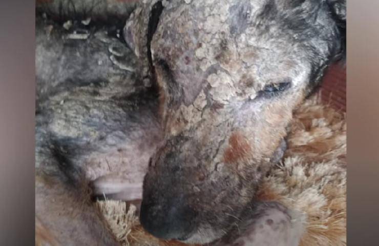 cane ricoperto di rogna