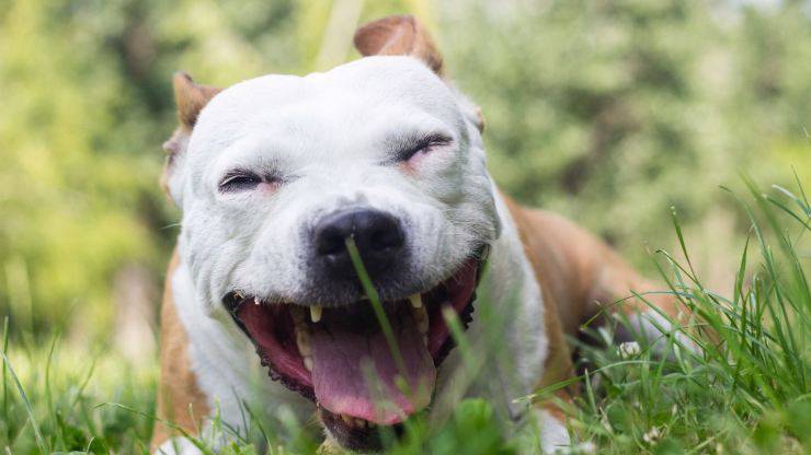 Cane tossisce
