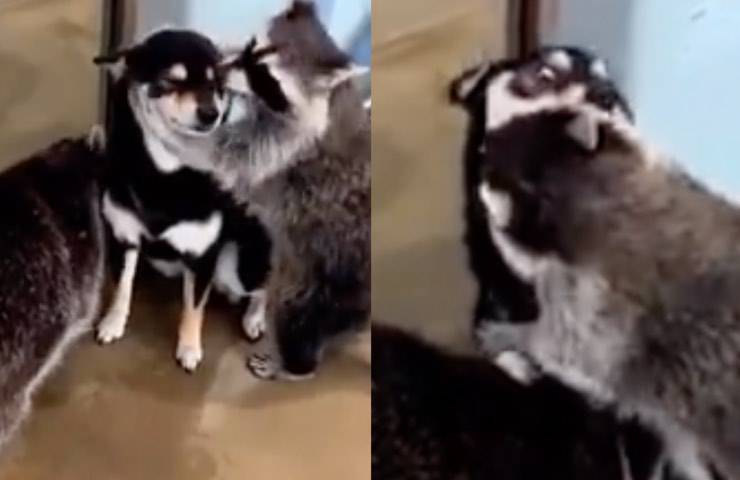procioni fido sorpreso affettuosità 