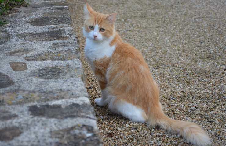 gatto rischio blocco intestinale