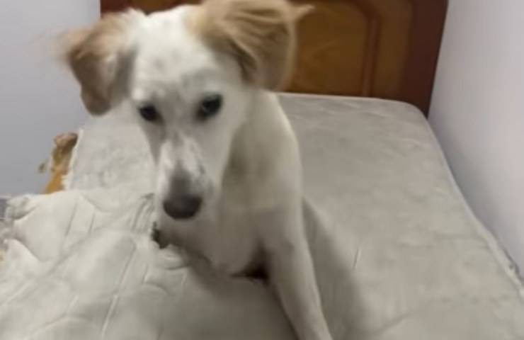 cane dentro materasso