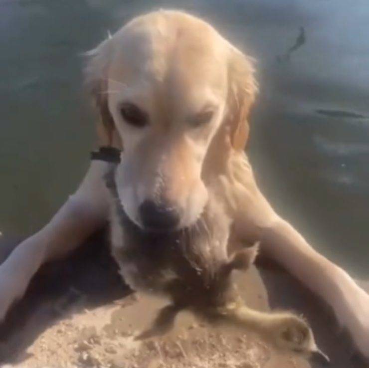 Golden Retriever anatroccolo lago