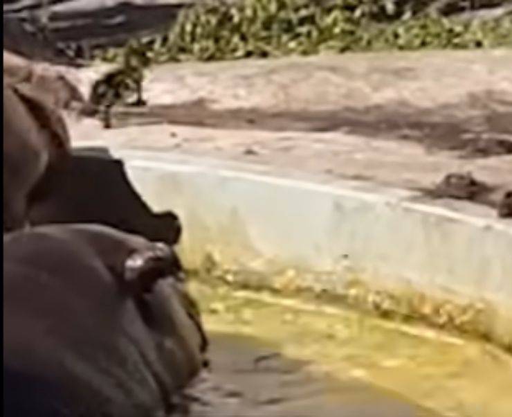 anatroccolo ippopotamo aiutato inaspettato