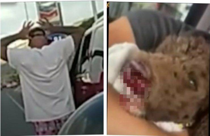 Corsa in ospedale per salvare il cane