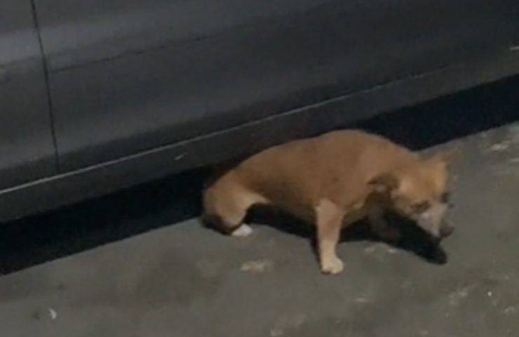 cane auto grattarsi schiena