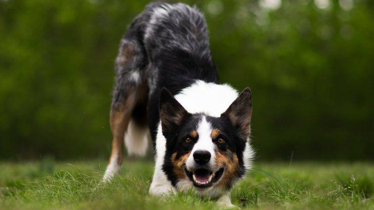 Border collie si inchina