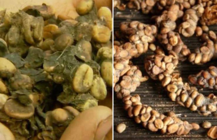caffè feci uccello brasiliano