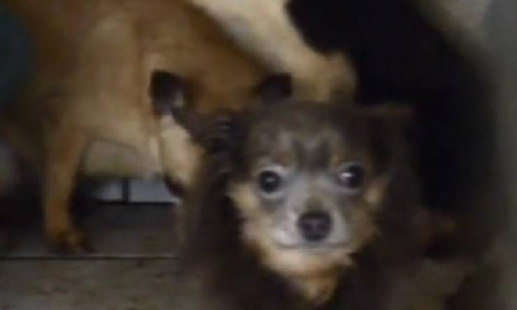 cagnolino 