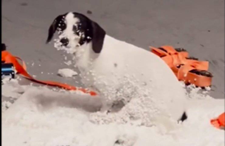 cagnolino polistirolo giocare video