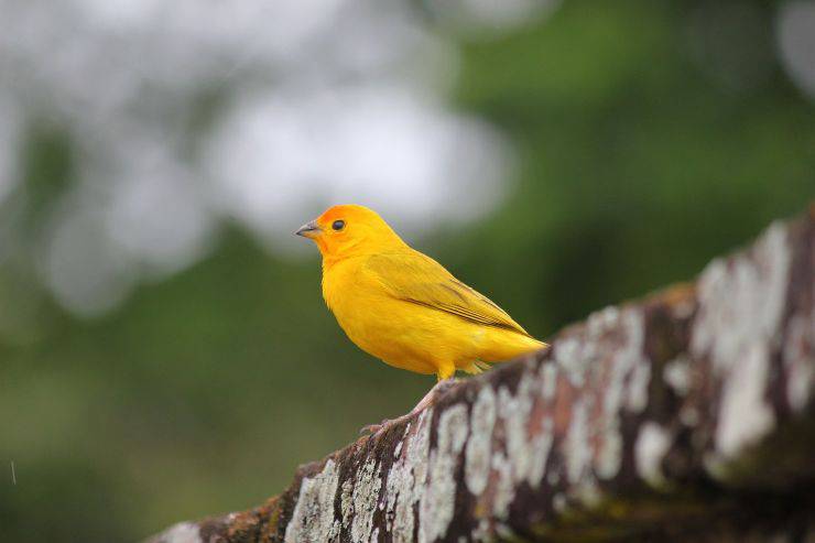 canarino giallo 
