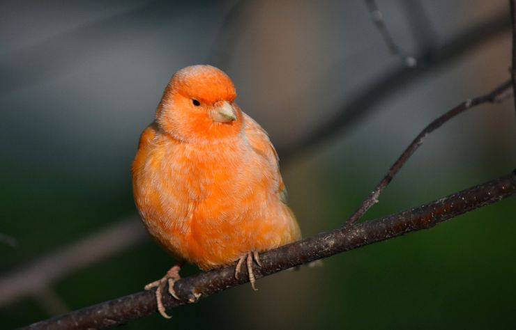 canarino rosso