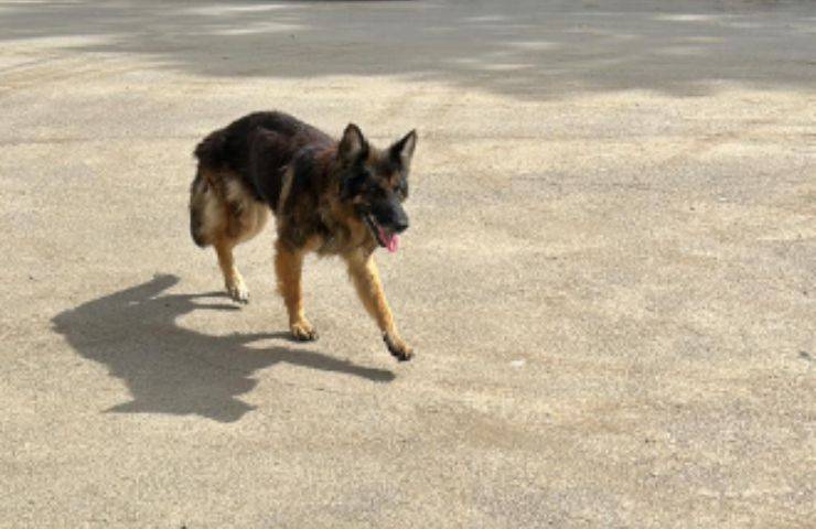 cane cimitero cucciolo acqua
