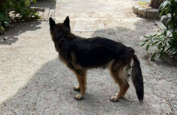 cane cimitero denuncia abbandono