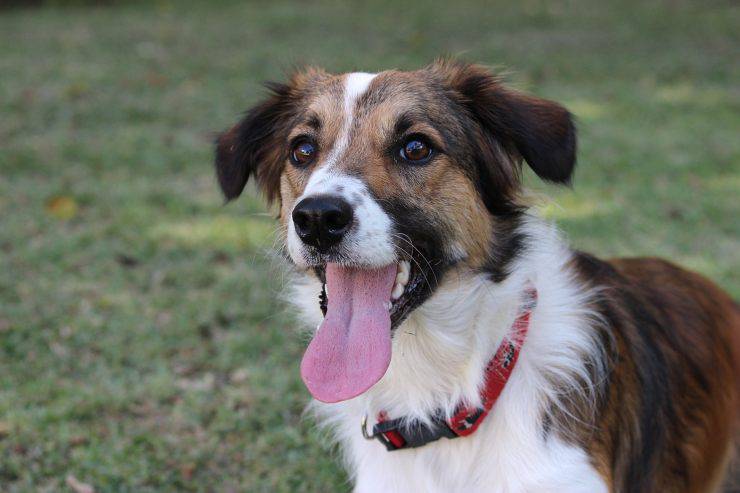 cane contento all'aperto