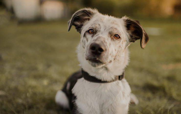 cane curioso