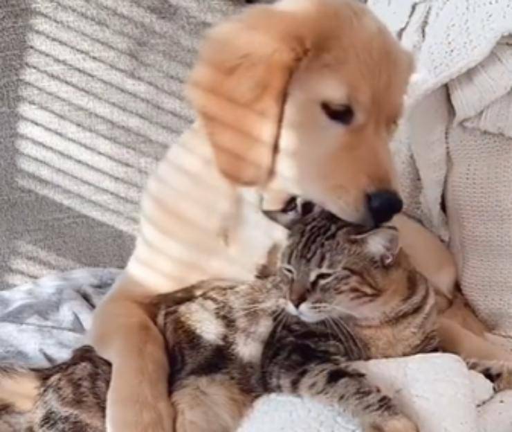 cane gattino video insieme