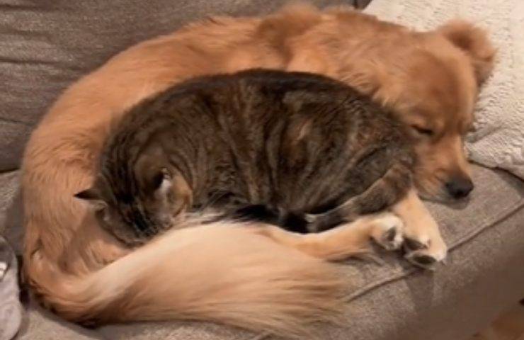 cane gatto crescono insieme