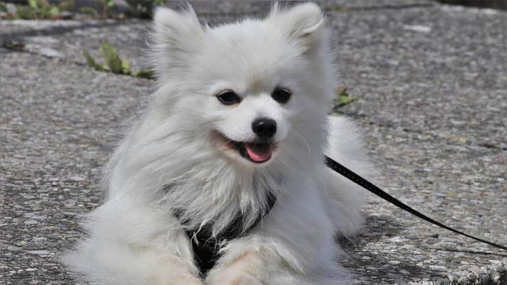 cane al guinzaglio