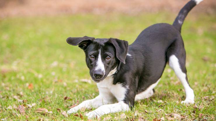 cane fa l'inchino