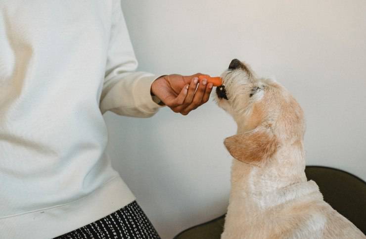 cane mangia carota