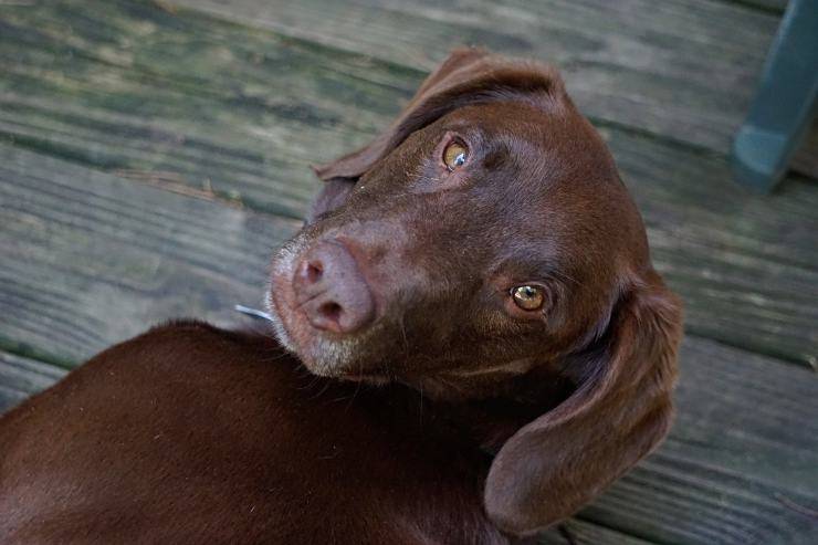 cane marrone 