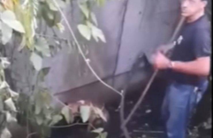 cane stagno abbandonato salvato