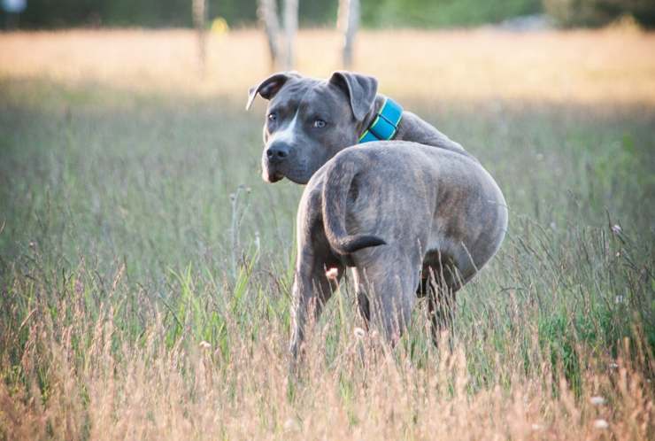 cane perplesso