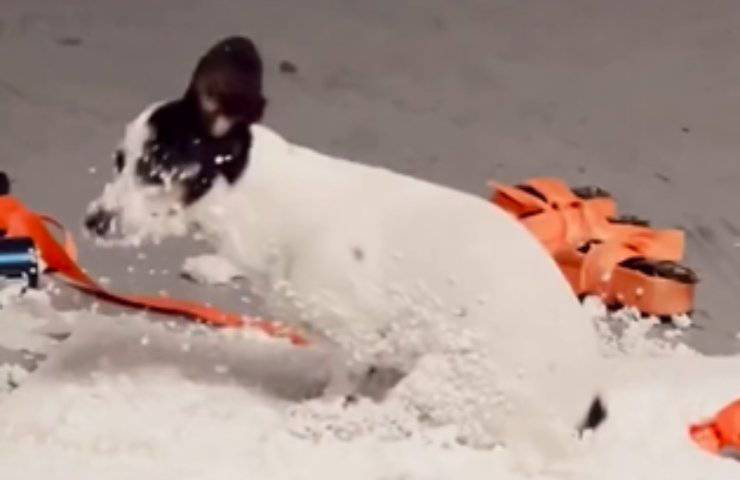 cagnolino polistirolo gioca tenerissimo