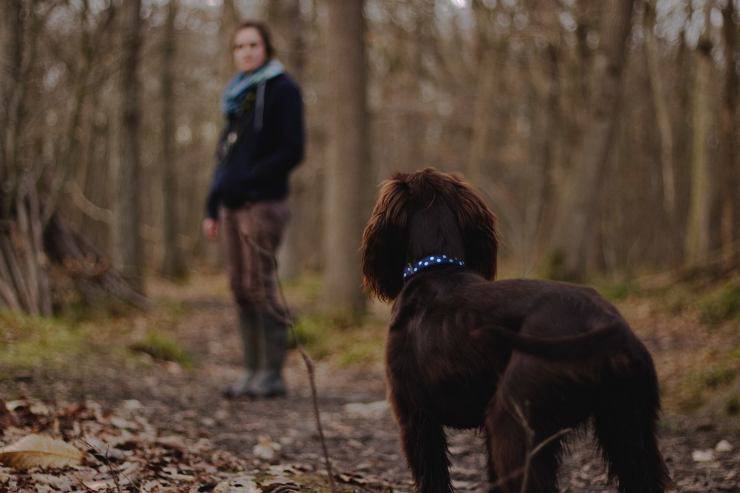 cane rifiuta la passeggiata