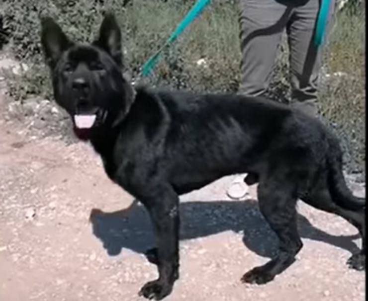 cane affamato salvato condizioni