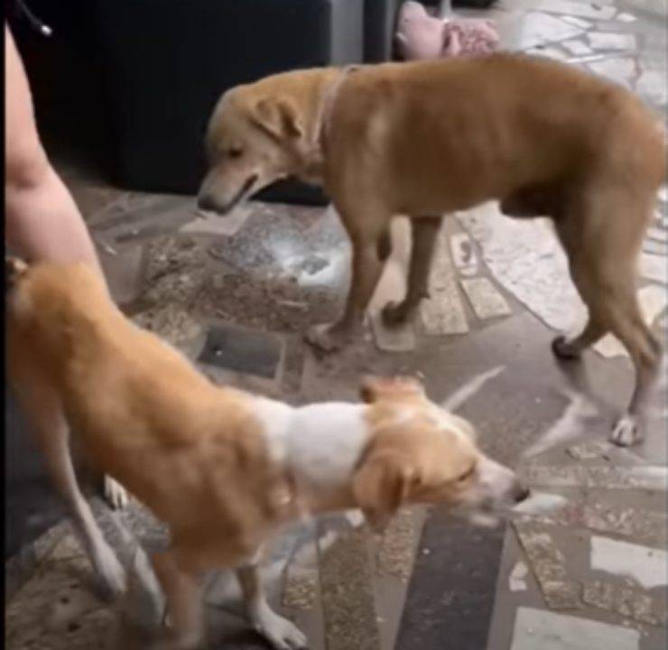 cane stagno freddo spaventato