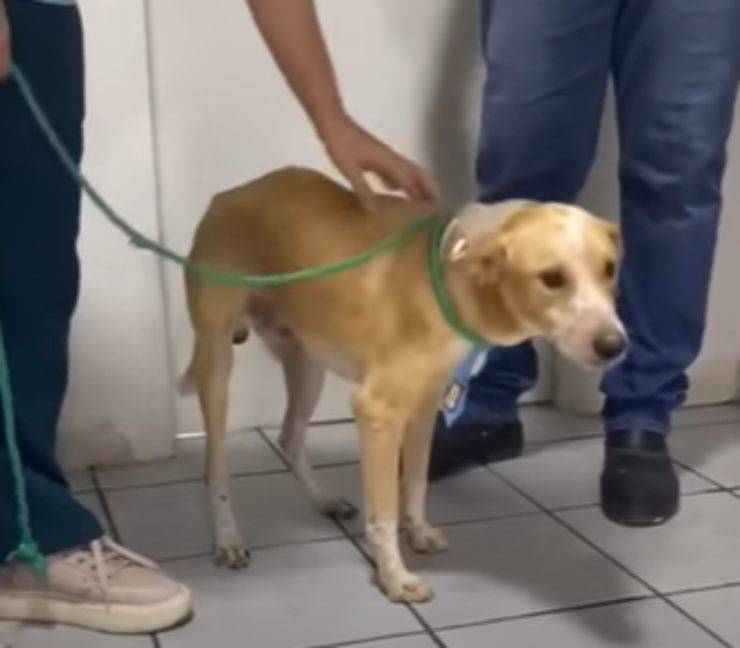 cane stagno salvato video