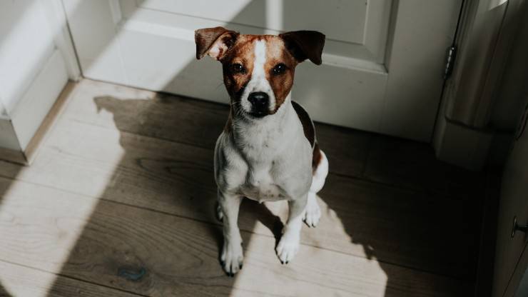 cane sulla porta
