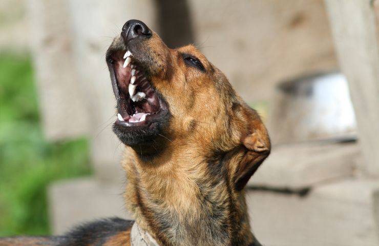 cane tossisce