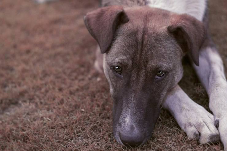 cane triste