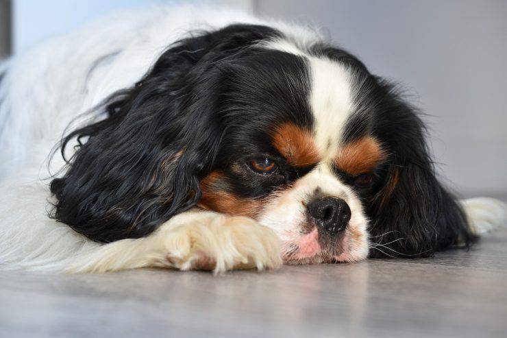 cane triste a terra
