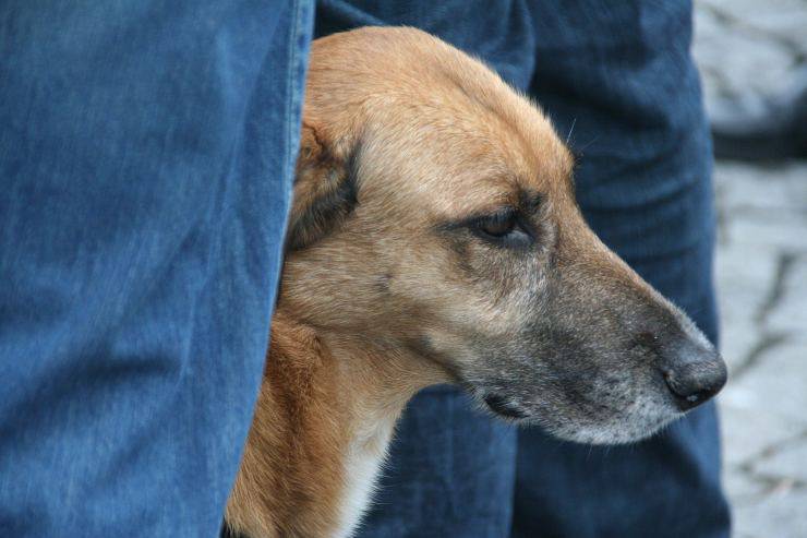 cane vicino padrone